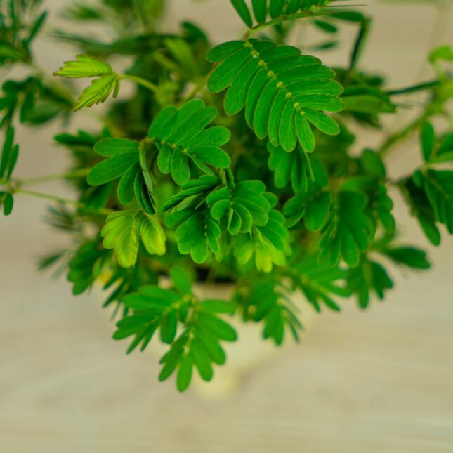 mimoza-wstydliwa-baby-mimosa-pudica (3) mimoza-wstydliwa-baby-mimosa-pudica
