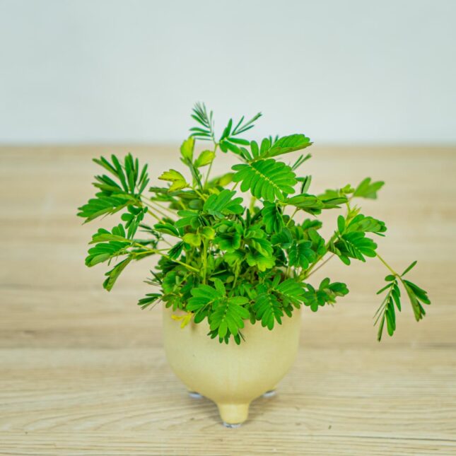 mimoza-wstydliwa-baby-mimosa-pudica mimoza-wstydliwa-baby-mimosa-pudica