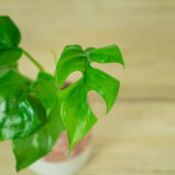 monstera-minima-baby-rhaphidophora-tetrasperma