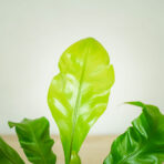 paproc-zanokcica-asplenium-nidus