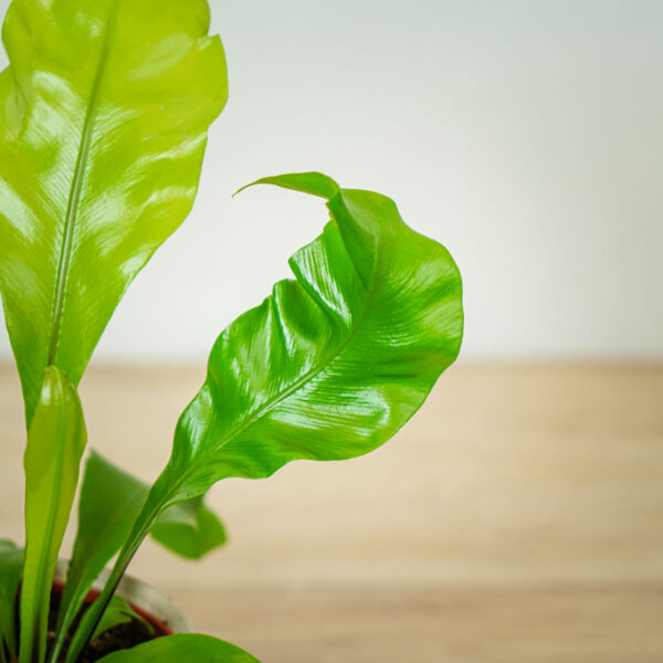 paproc-zanokcica-asplenium-nidus (2) paproc-zanokcica-asplenium-nidus
