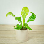 paproc-zanokcica-asplenium-nidus