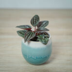 peperomia-caperata-brasilia-baby