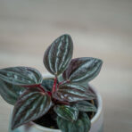 peperomia-caperata-brasilia-baby