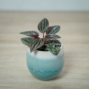 peperomia-caperata-brasilia-baby