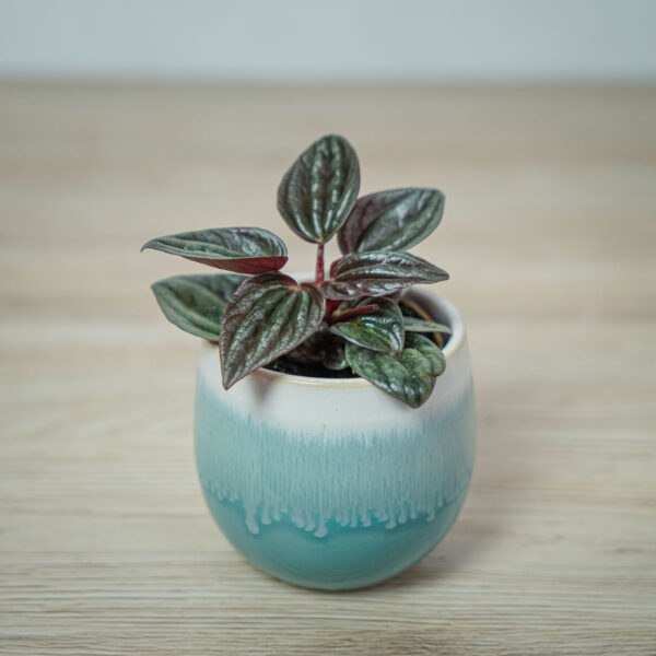peperomia-caperata-brasilia-baby peperomia-caperata-brasilia-baby