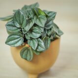 peperomia-napoli-nights-baby