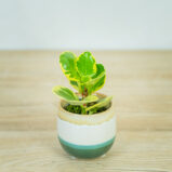 peperomia-obtipan-bicolor-baby