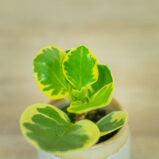 peperomia-obtipan-bicolor-baby