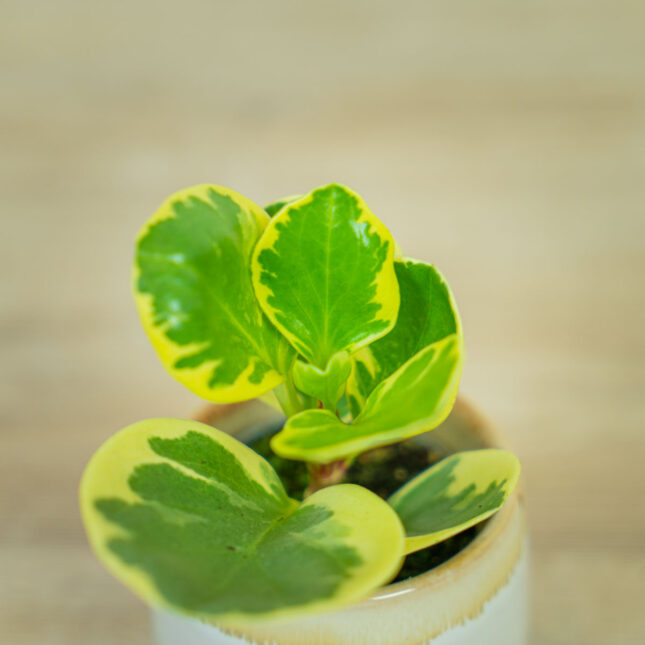 peperomia-obtipan-bicolor-baby (2) peperomia-obtipan-bicolor-baby