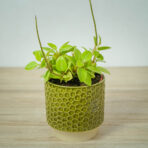 peperomia-pixie-lime