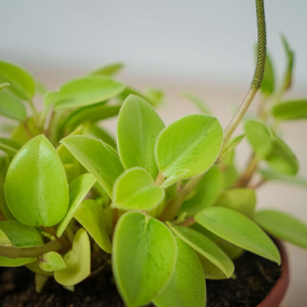 peperomia-pixie-lime (2) peperomia-pixie-lime