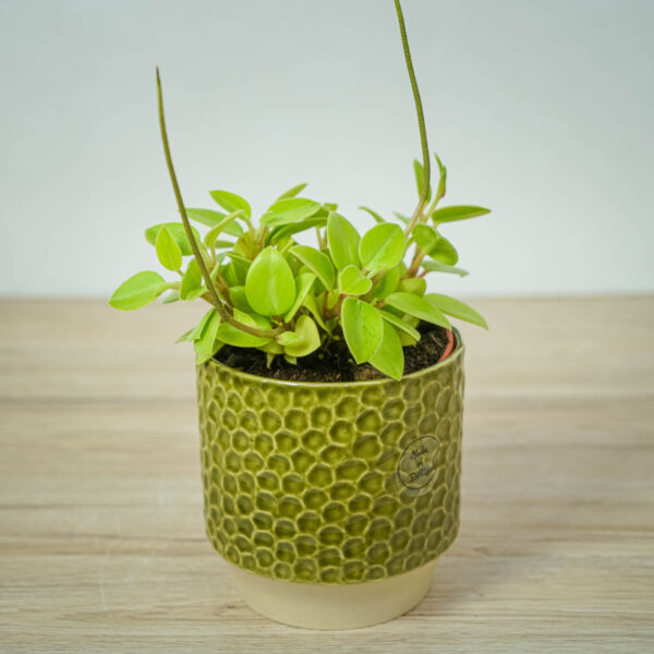 peperomia-pixie-lime peperomia-pixie-lime
