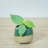 philodendron-hastatum-silver-queen-baby