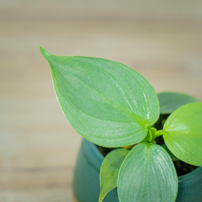 philodendron-hastatum-silver-queen-baby (2) philodendron-hastatum-silver-queen-baby