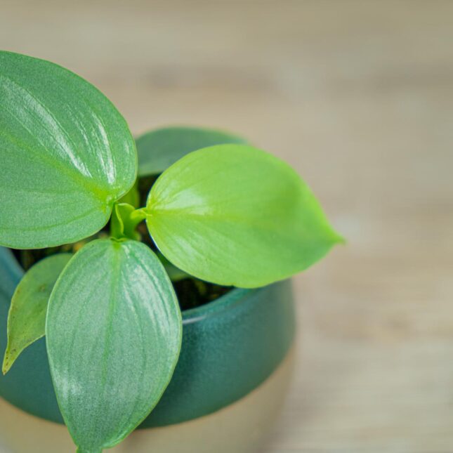 philodendron-hastatum-silver-queen-baby (3) philodendron-hastatum-silver-queen-baby