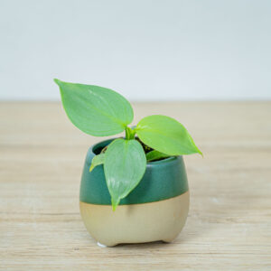 philodendron-hastatum-silver-queen-baby