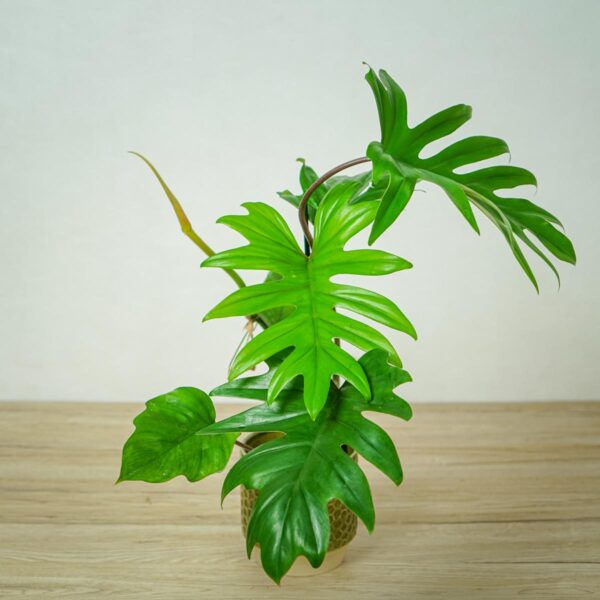 philodendron-mayoi philodendron-mayoi