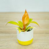 philodendron-prince-of-orange-baby