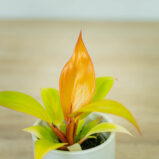 philodendron-prince-of-orange-baby