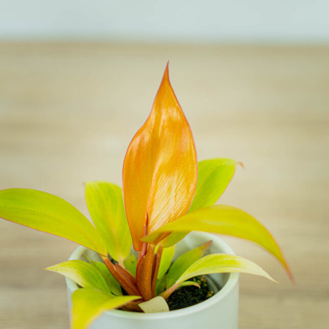 philodendron-prince-of-orange-baby (2) philodendron-prince-of-orange-baby