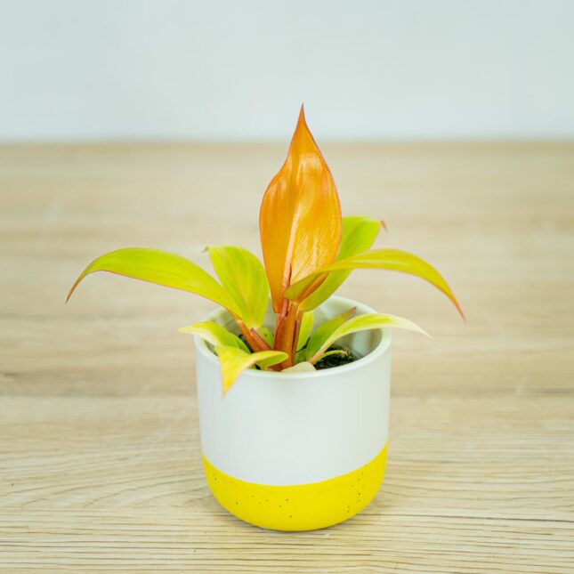philodendron-prince-of-orange-baby philodendron-prince-of-orange-baby