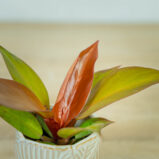 philodendron-red-sun-baby