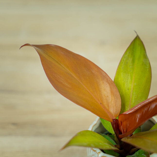 philodendron-red-sun-baby (3) philodendron-red-sun-baby