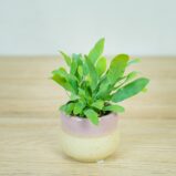 phlebodium-blue-star-baby
