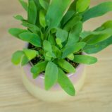 phlebodium-blue-star-baby