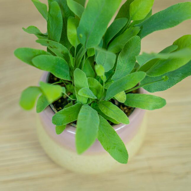 phlebodium-blue-star-baby (2) phlebodium-blue-star-baby
