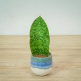 sansevieria-grandis-baby