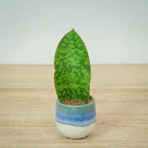 sansevieria-grandis-baby
