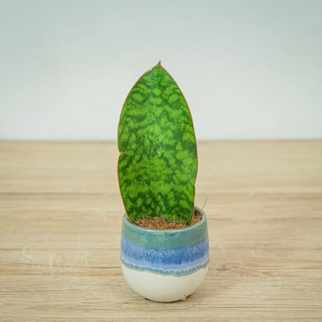 sansevieria-grandis-baby