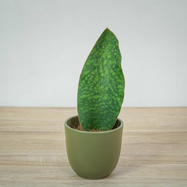 sansevieria-grandis
