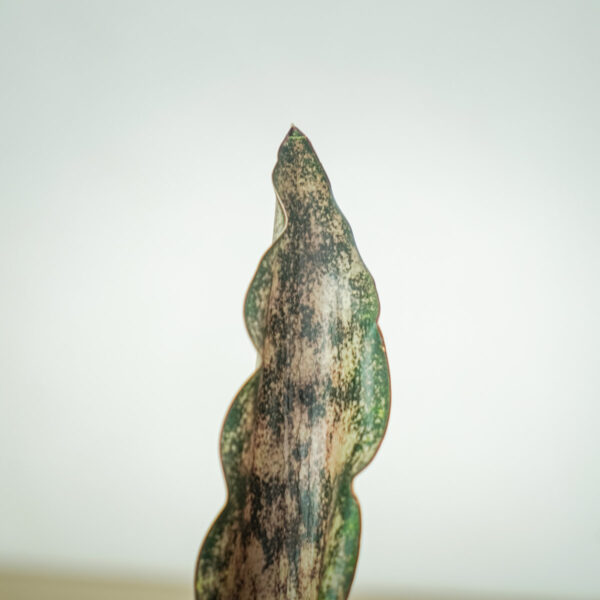 sansevieria-kirkii-coppertone (2) sansevieria-kirkii-coppertone