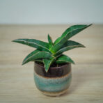 sansevieria-robusta-blue