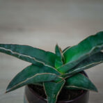 sansevieria-robusta-blue