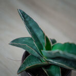 sansevieria-robusta-blue