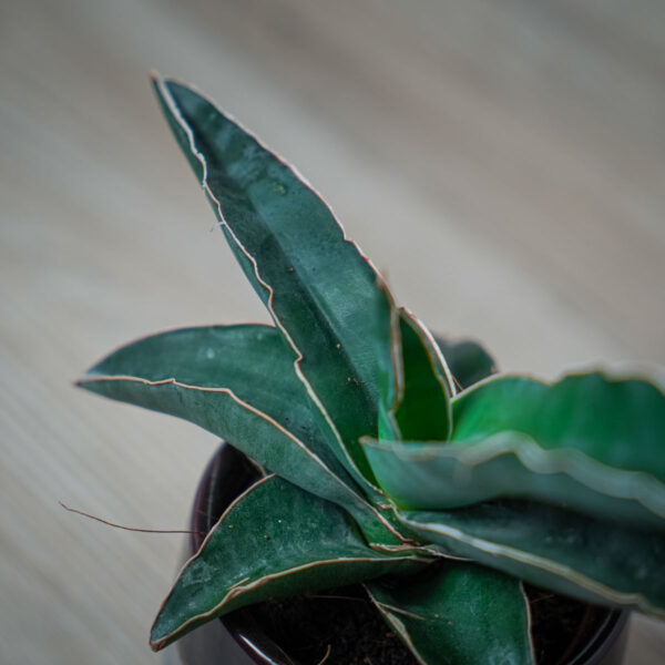 sansevieria-robusta-blue (3) sansevieria-robusta-blue