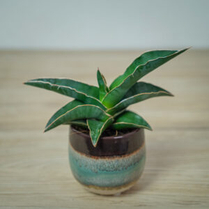 sansevieria-robusta-blue