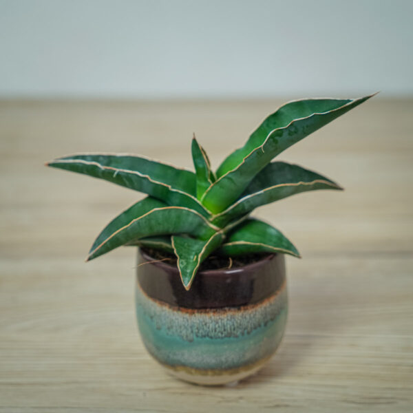 sansevieria-robusta-blue sansevieria-robusta-blue
