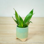sansevieria-trifasciata-hahnii-black-baby