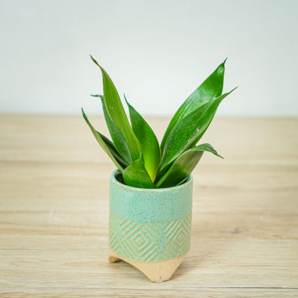 sansevieria-trifasciata-hahnii-black-baby sansevieria-trifasciata-hahnii-black-baby