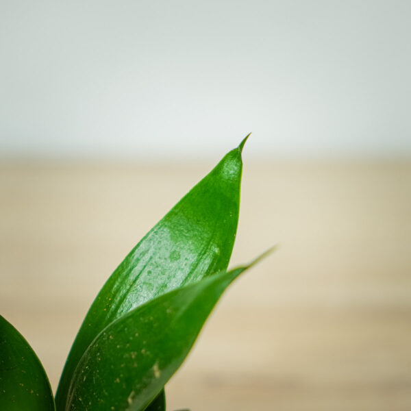 sansevieria-trifasciata-hahnii-black-baby (2) sansevieria-trifasciata-hahnii-black-baby
