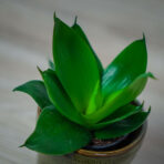sansevieria-trifasciata-hahnii-black-baby