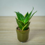 sansevieria-trifasciata-jade-pagoda-baby
