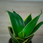 sansevieria-trifasciata-jade-pagoda-baby