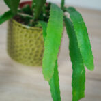 epiphyllum-red-tip