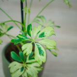 szeflera-janine-schefflera-arboricola